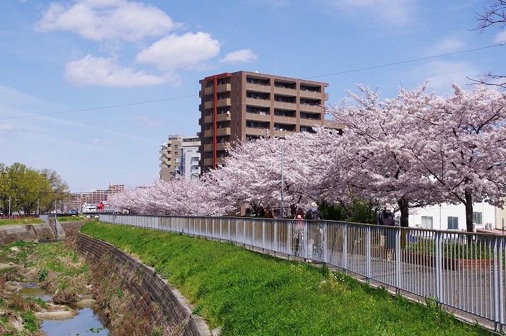 桜